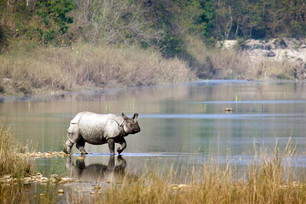 chitwan nation park rhino