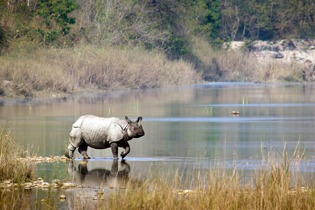 nepal-chitwan-national-park-rhino